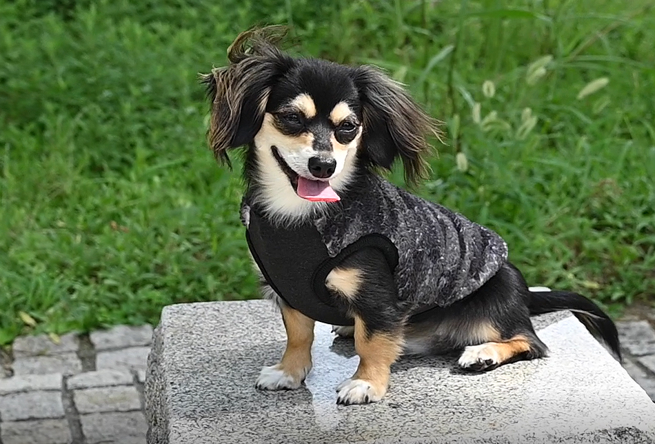 ワンチャン洋服